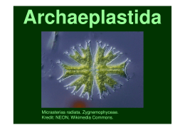 Prezentace Archaeplastida