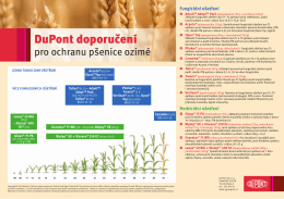 Doporučení pro ochranu pšenice ozimé