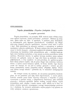 Topola piramidalna (Populus fa