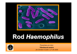 Rod Haemophilus