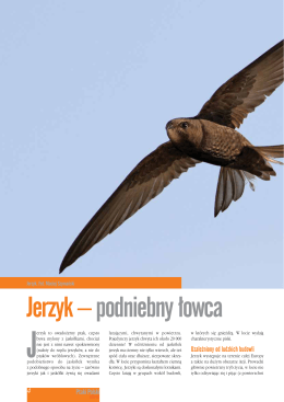 Jerzyk –podniebny łowca - Stołeczne Towarzystwo Ochrony Ptaków