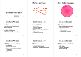 Escherichia coli - Ústav Lékaøské Mikrobiologie 3.LF UK
