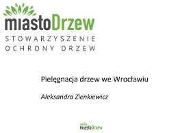 Pielęgnacja drzew we Wrocławiu