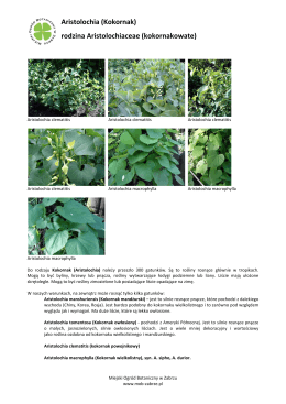 rodzina Brassicaceae (Cruciferae) – Kapustowate (Krzyżowe)