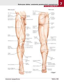Atlas anatomii czowieka. Angielskie mianownictwo anatomiczne