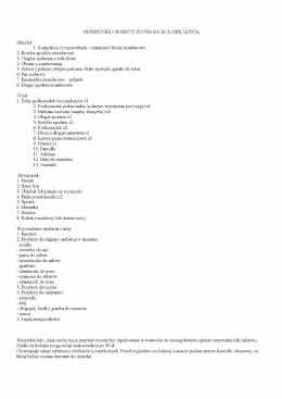 EKWIPUNEK OSOBISTY ZUCHA NA KOLON&Iacute;Ę LETNIĄ Mundur: 1