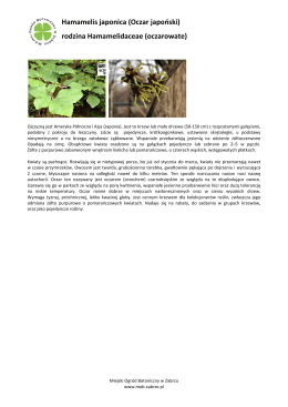 Hamamelis japonica (Oczar japoński) rodzina Hamamelidaceae