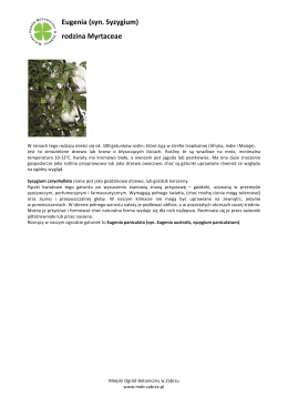 Eugenia (syn. Syzygium) - Miejski Ogród Botaniczny w Zabrzu