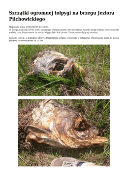 Szczątki ogromnej tołpygi na brzegu Jeziora Pilchowickiego