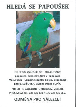 Page 1 EKLEKTUS samec, 30 cm – středně velký papoušek