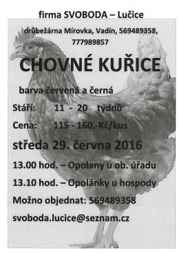 Prodej chovných kuřic