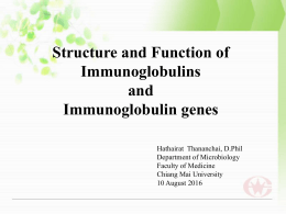 Immunoglobulin and Immunoglobulin Genes