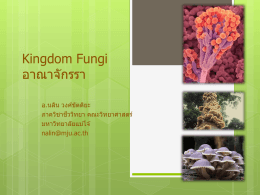 Kingdom Fungi - มหาวิทยาลัยแม่โจ้