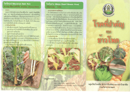 อาการ `พบอาการใบใหม้จำกปลายใบมาที่โดนโบ ยอดข&agrave;