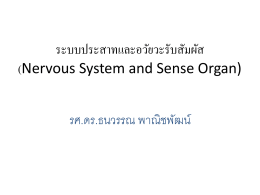 ระบบประสาทและอวัยวะรับสัมผัส (Nervous System and Sense Organ