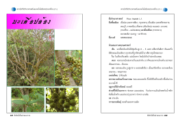 ชื่อวิทยาศาสตร   Ficus hispida Lf ชื่อพื้นเมือง เดื่อป