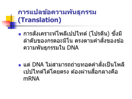 การแปลข้อความพันธุกรรม (Translation)