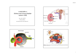 ระบบขับถ่ายปัสสาวะ (Kidney and Urinary bladder system: KUB)