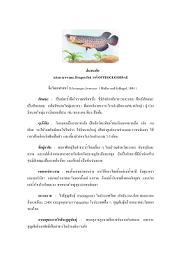 ปลาตะพัด Asian arowana, Dragon fish วงศ  OSTEOGLOSSIDAE ชื่อ