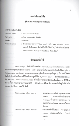 สนโอโอคาร์ป้า-ลักษณะทั่วไป >