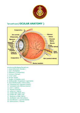 โครงสร  างตา( OCULAR ANATOMY )