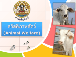 สวัสดิภาพสัตว์ (Animal Welfare)