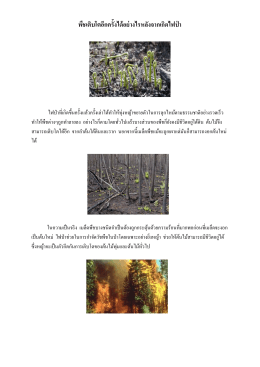 พืชเติบโตอีกครั้งได้อย่างไรหลังจากเกิดไฟป่า
