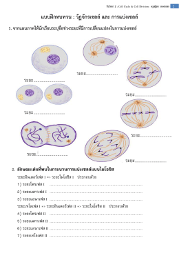 แบบฝึกทบทวน : วัฏจักรเซลล์และ การแบ่งเซลล์