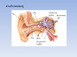 ส่วนประกอบของหู หูชั้นนอก