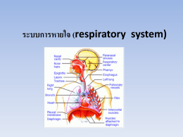 ระบบการหายใจ (respiratory system)