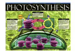 กระบวนการสังเคราะห์ด้วยแสง (Photosynthesis)