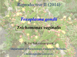 Trichomonas vaginalis - Department of Parasitology, Faculty of
