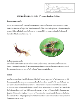 การเพาะเลี้ยงแมลงหางหนีบ (Proreus simulans Stallen)