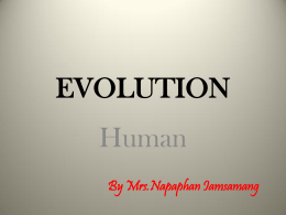 วิวัฒนาการของมนุษย์ - SMD : E