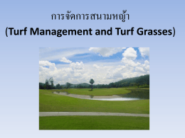 การจัดการสนามหญ้า (Lawn Management)