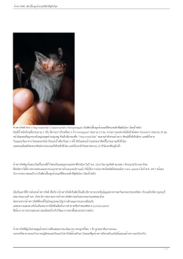 ค้างคาวกิตติKitti`s Hog-nosed Bat (Craseonycteris thonglongyai) เป็น