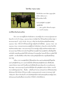 โคทาจิมะ (Tajima Cattle)