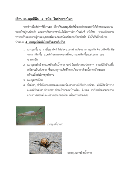 เตือน แมงมุมมีพิษ 4 ชนิด ในประเทศไทย