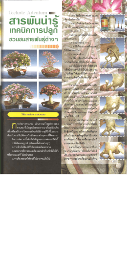 สารพันน่ารู้ เทคนิคการปลูก ชวนชม สายพันธุ์ต่างๆ