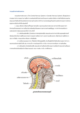 ระบบประสาทส่วนกลาง ระบบประสาทส่วนกลาง (The Central Nervo