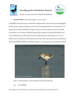 ชนิดนกที่ถูกคุกคามในระดับโลกที่พบในอ  าวไทย