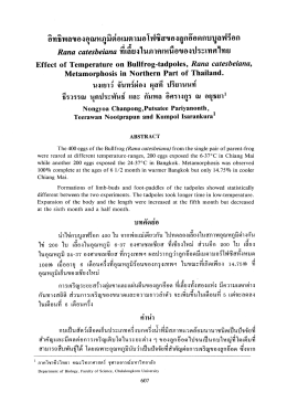 อทธพลของํอุณหภูมตอเมตามอโฟซสของลูกออดกบบูล&agrave;