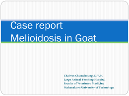 Case report: Melioidosis in Goat (อ.น.สพ.ชัยวัฒน์ ชุ่มช่วง)
