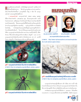 แมงมุมพิษ แมงมุมพิษ - สมาคมแพทย์ผิวหนังแห่งประเทศไทย