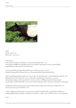 สมเสร็จ ชื่อสามัญ : Malayan Tapir ชื่อวิทยาศาสตร์: Tapirus indicus