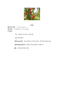 ทับทิม ชื่อวิทยาศาสตร์ : Punica granatum L. ชื่อสามัญ : Pomegranat