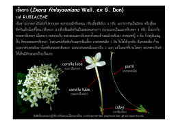 เข็มขาว (Ixora finlaysoniana Wall. ex G. Don) วงศ