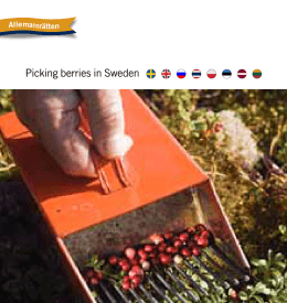 Bärplockare i Sverige - Picking berries in
