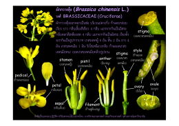 ผักกวางตุ  ง (Brassica chinensis L.) วงศ