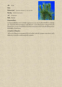 รหัส B022 ต้นสน ชื่อวิทยาศาสตร์: Grevillea robusta A. Cunn ex R.Br. ชื